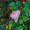 DSC00349